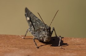 Grasshopper 2